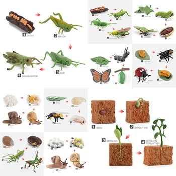 Simulate mic model animal jucărie de creștere a ciclului de viață broasca testoasa cu pui gradinita Montessori didactice